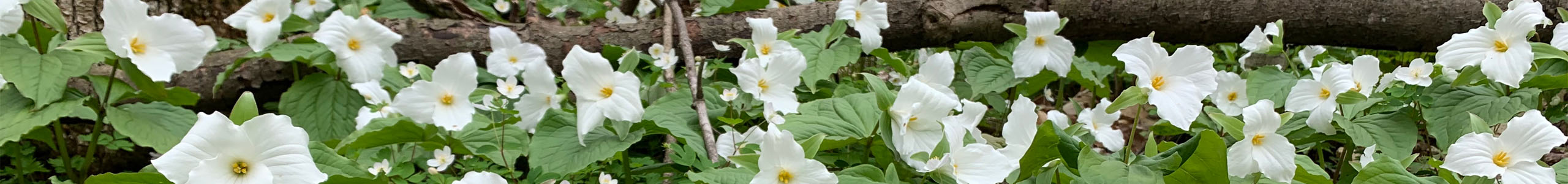 April's Earth Day Fellows