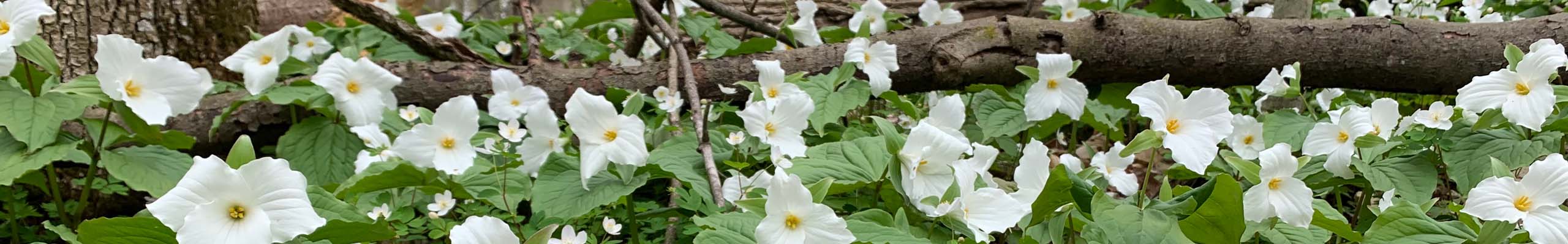 Trillium grandiflorum in bloom